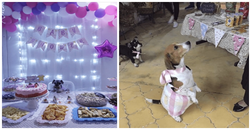 Fotos de perritas embarazadas siendo celebradas en su dulce espera desatan polémico debate