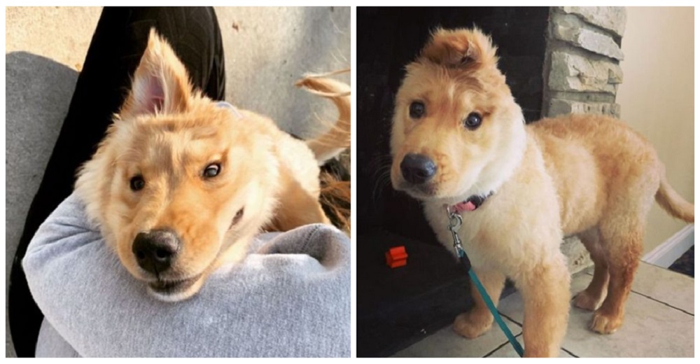 Perrita golden con una orejita en medio de la cabeza parece un dulce unicornio dorado