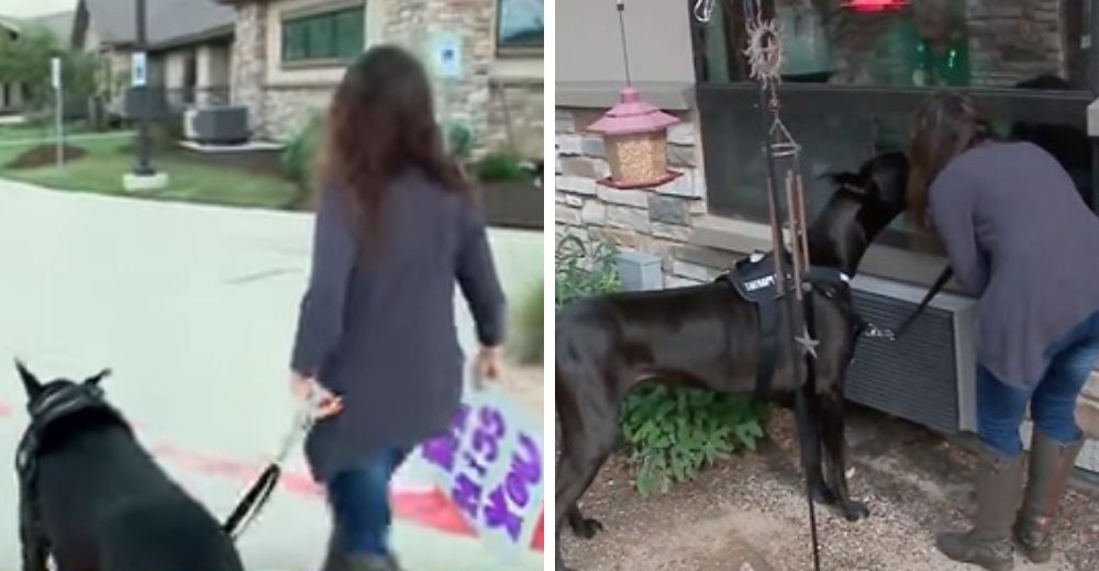 Perrito de terapia visita a los ancianos del asilo afuera de sus ventanas durante la cuarentena