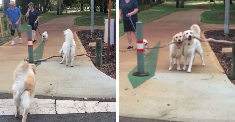 Cachorrita se empecinaba en jugar con un palo gigante hasta que llegó mamá para ayudarla