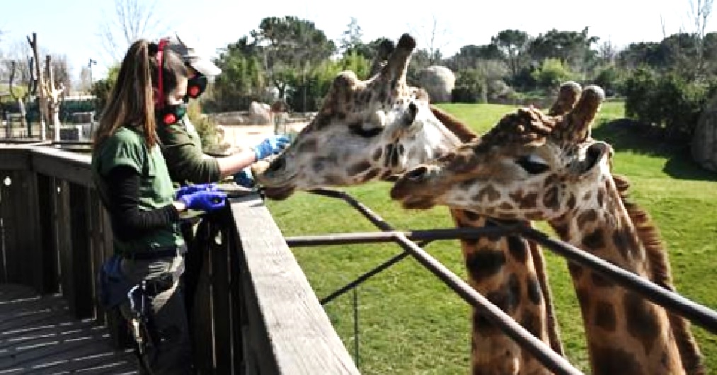 Un zoológico en Italia suplica ayuda porque cientos de animales se quedarán sin alimento