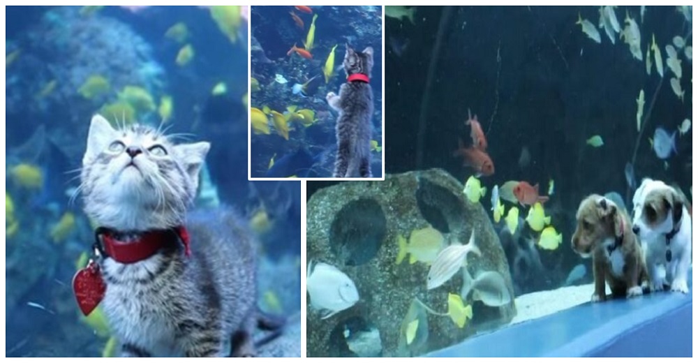 Gatitos y perritos rescatados van de paseo a conocer a los peces de un acuario y reaccionan