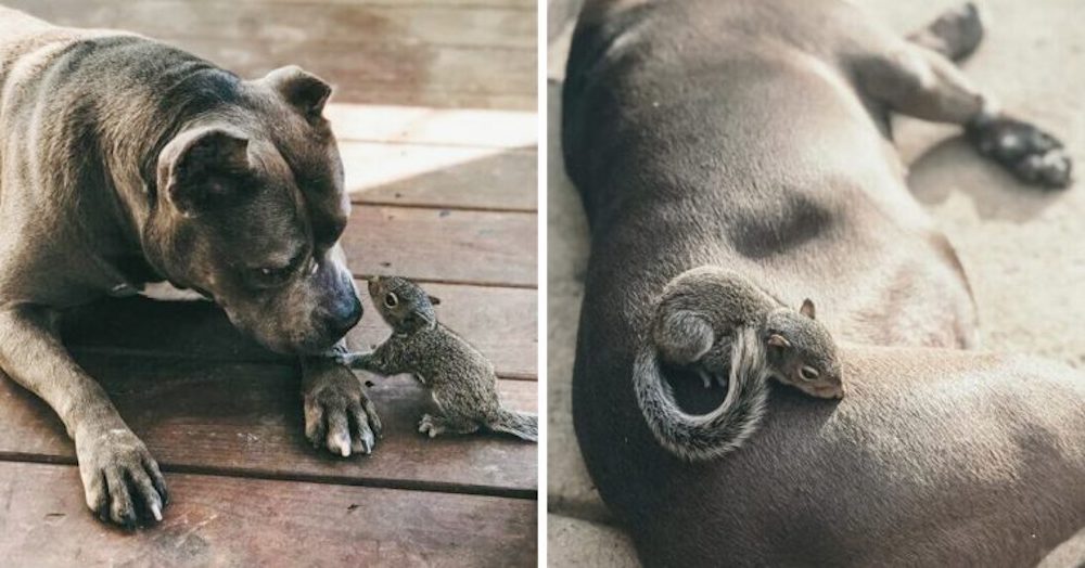 Ardillita huérfana se encuentra con un pitbull «maternal» y le pide que sea su mamá