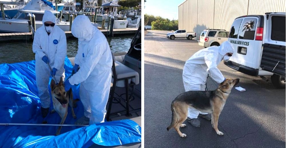 Un perrito es rescatado gracias a la llamada de su dueño con COVID-19 desde el hospital