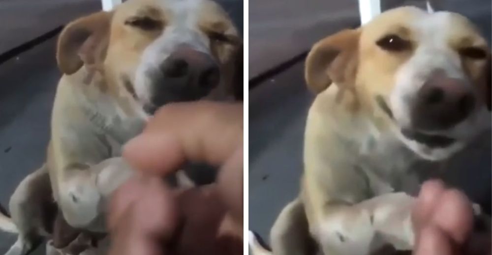 Lo alimenta al verlo hambriento y sin hogar y la reacción del perrito se hace viral