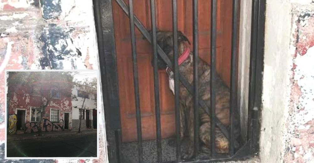 Una mujer denuncia las deplorables condiciones en las que sobrevive un perro encerrado