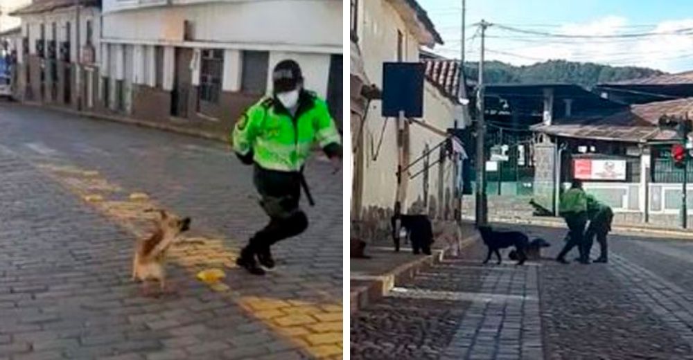 Graban la reacción de los policías al ver a 6 perros de la calle durante la cuarentena