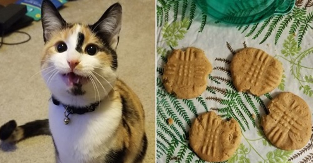 Gatita se las ingenia para descubrir el escondite de las galletas para después dejar su marca