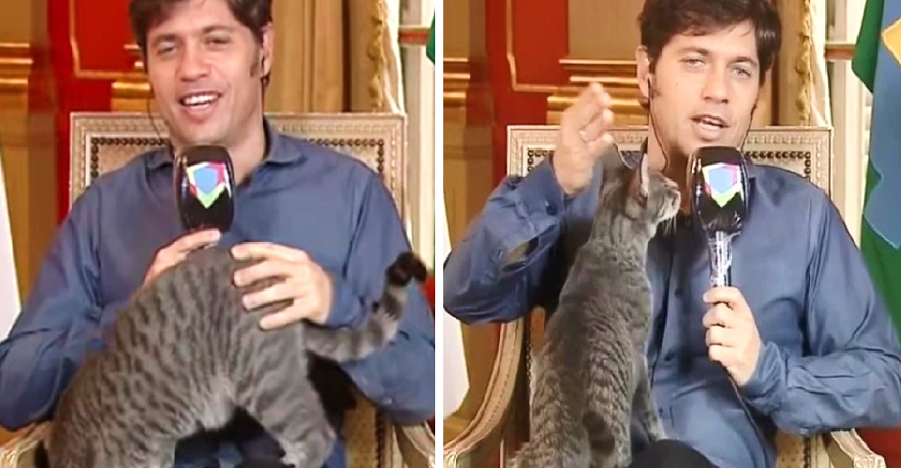 Un gobernador intenta hablar sobre el coronavirus en vivo pero su gatita decide interrumpirlo