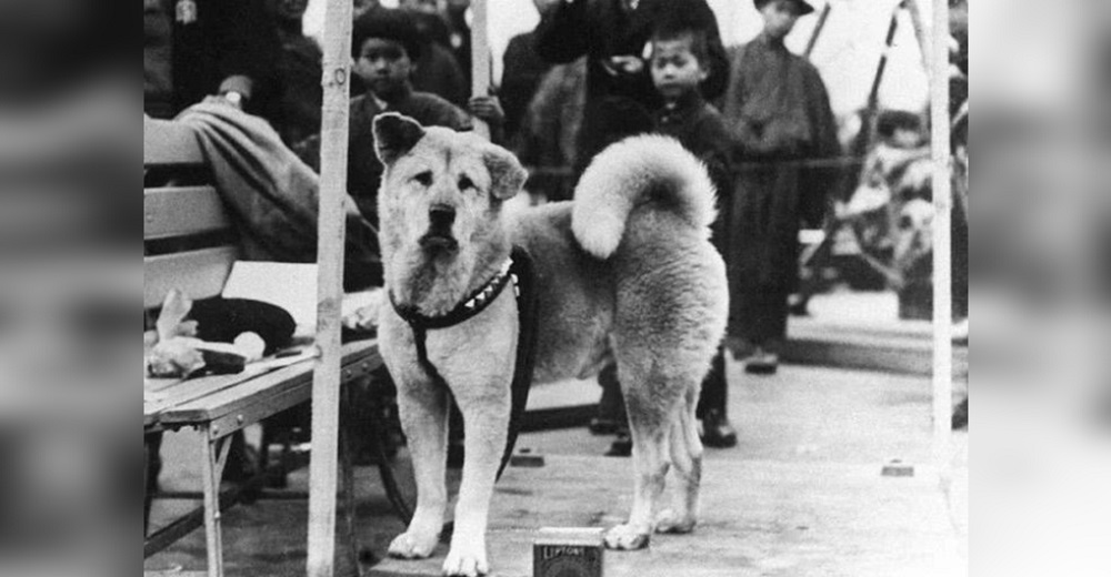 Salen a la luz fotos inéditas de Hachiko, el perro que esperó 9 años a su humano en una estación