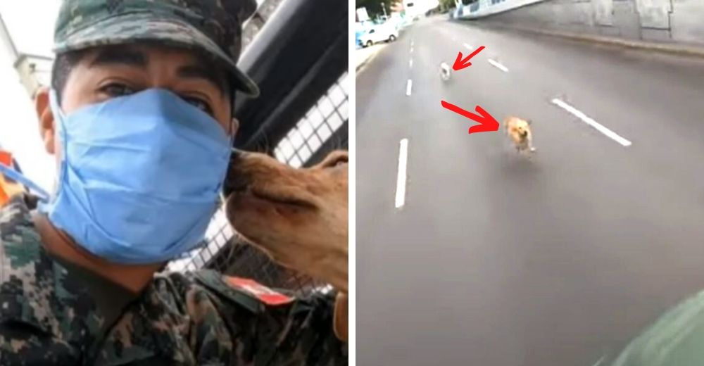 Oficial que patrullaba es interrumpido por un perrito callejero se interpuso en su camino