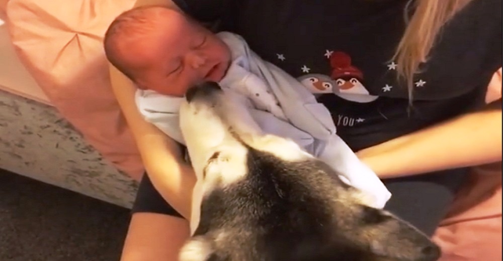 Graban a una perrita husky al acercarse a la boca del bebé cuando creía que nadie la observaba