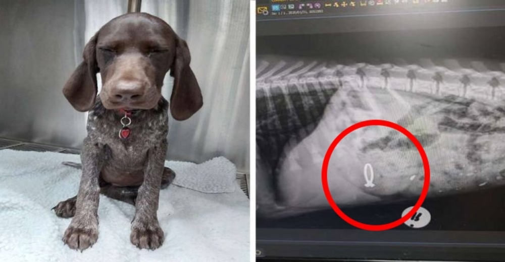 Un cachorrito se traga el anillo de compromiso de su dueña y su travesura queda al descubierto