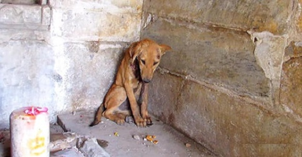 Perrito muy herido y desolado es encontrado en la esquina de un templo «rezando» por su vida