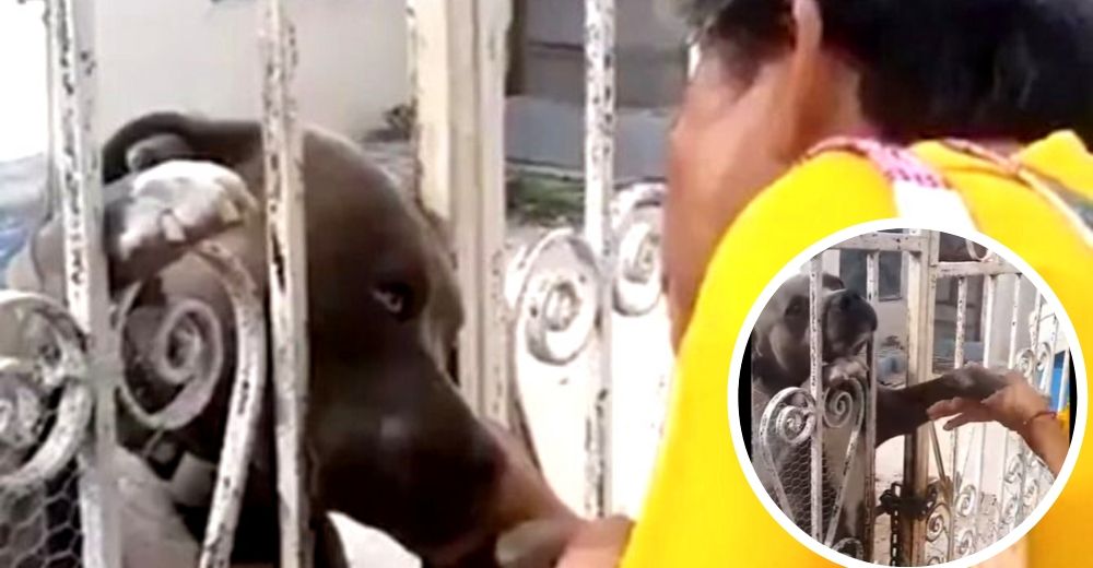 Todos tenían pánico de acercarse a un pitbull encerrado en su casa sin comida, menos esta abuela