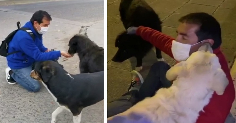 La Cuarentena Parecía Complicarlo Todo Pero él No Dejaría De Alimentar A Perritos Callejeros