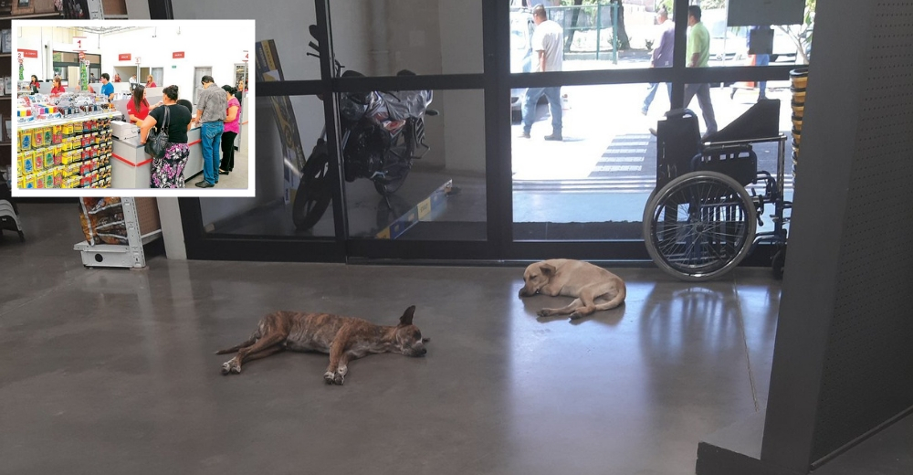 Permiten que perritos callejeros descansen en la tienda tras descubrir lo que viven allá afuera