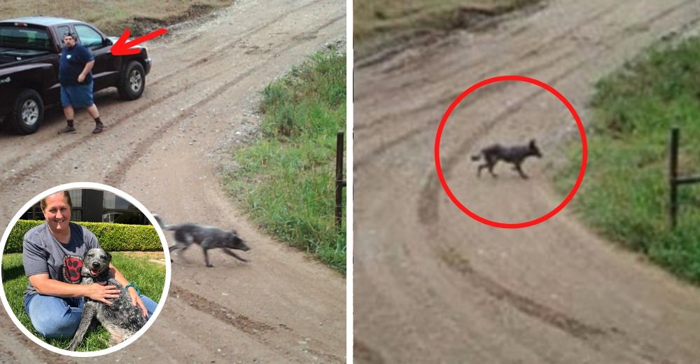 «Como si fuera un objeto cualquiera» – Tira a su perro en el camino y arranca a toda velocidad