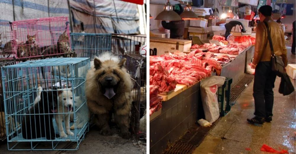 Otra ciudad china prohíbe el bestial consumo de carne de perros y gatos para siempre