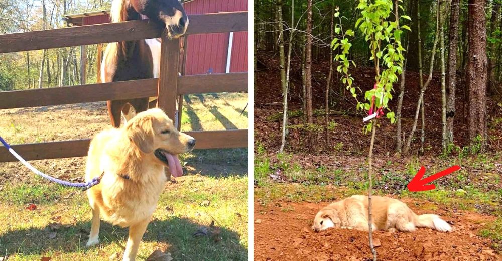 Perrito de un santuario llora sobre la tumba cada vez que un amigo peludo cruza el arco iris