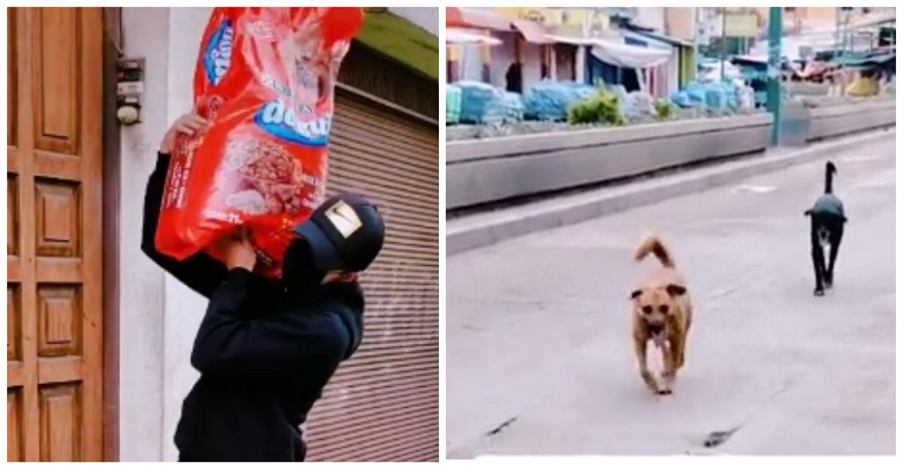 Graban al hombre que vieron acercarse a decenas de perritos callejeros en la cuarentena