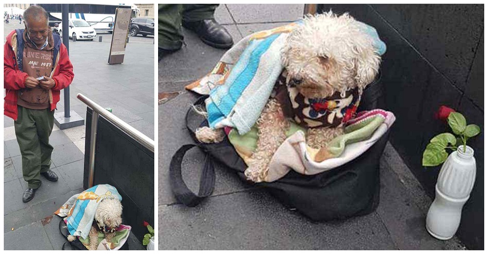 Captan la dura jornada de trabajo de un hombre en la calle, luego ven el acto hacia su perro