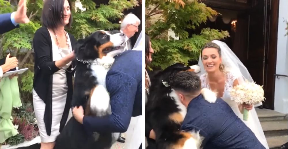 Cuando los recién casados salieron de la iglesia su amado perro los estaba esperando