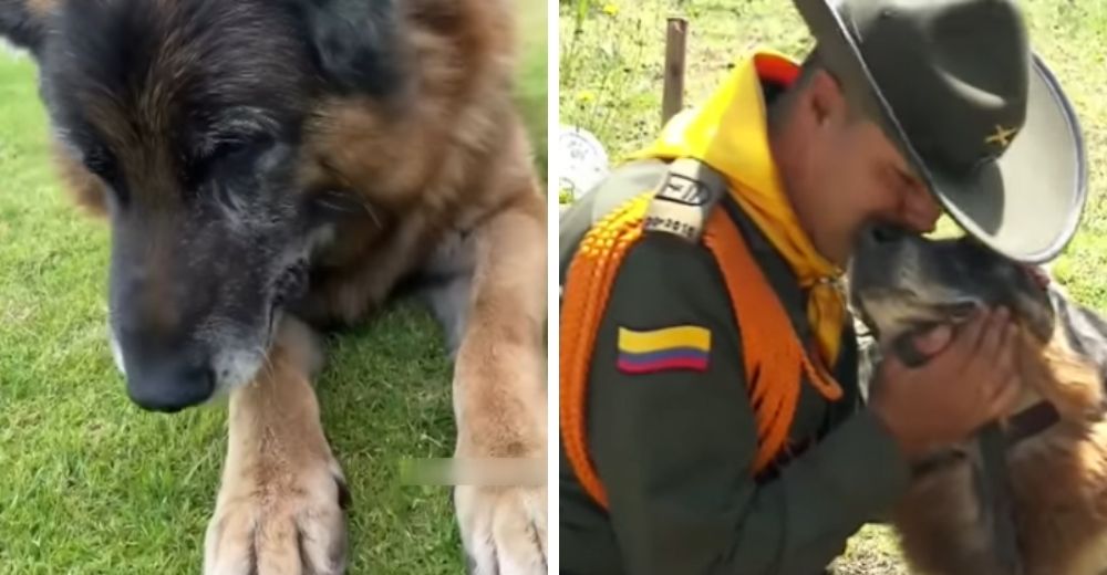 Buscan un hogar para un perro de 11 años que ha dedicado su vida para proteger a los demás