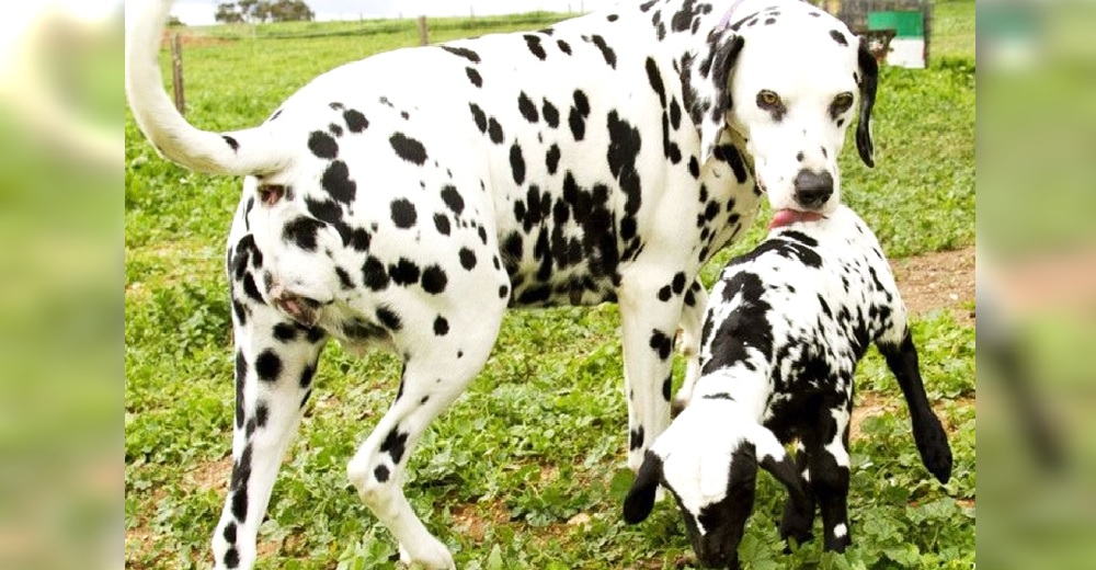 Perrita dálmata salva la vida a una corderita rechazada por nacer con sus mismas manchas