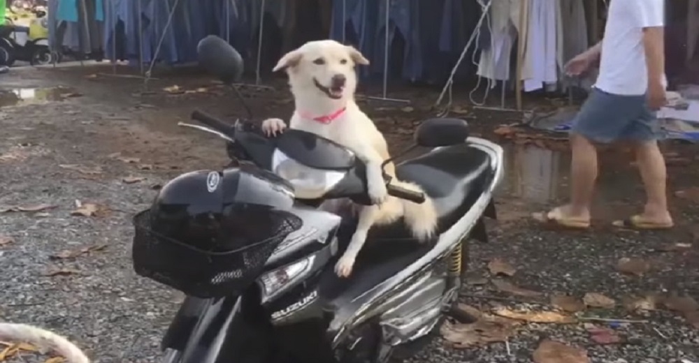 Graban a un «obediente» perro en la moto de su dueña durante horas mientras ella hacía compras