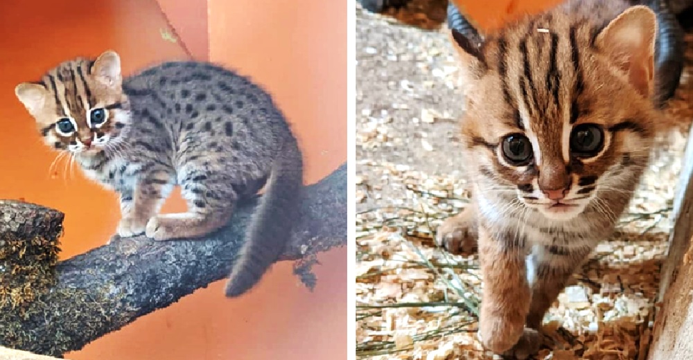 Nacen 2 diminutos gatos salvajes recuperando la esperanza de una especie en peligro de extinción