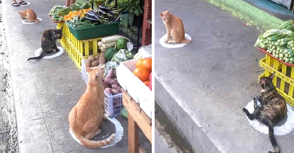 Captan a estos gatitos callejeros cumpliendo a rajatabla las normas de distanciamiento social