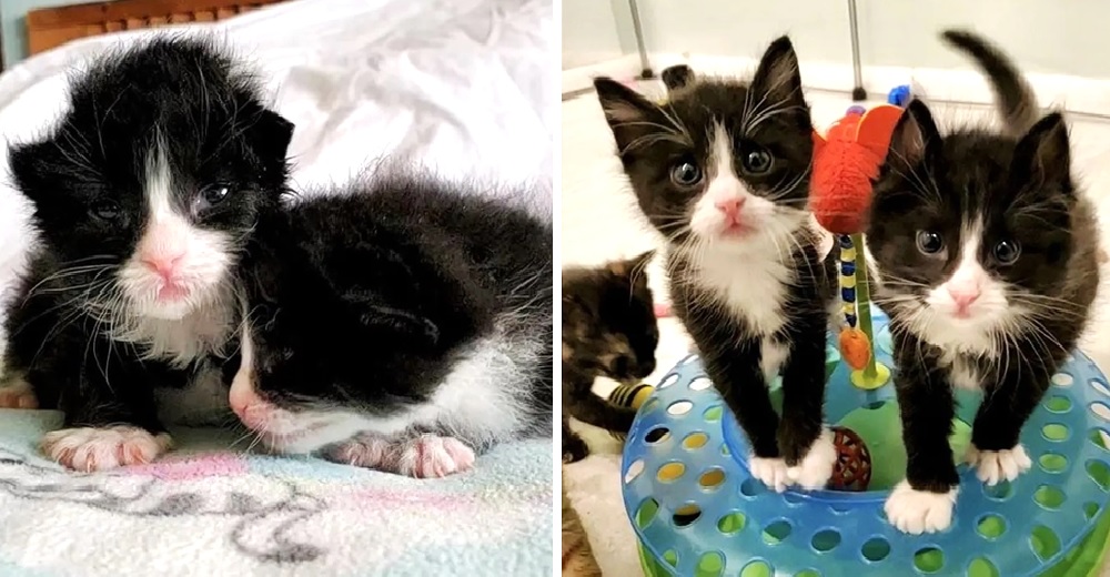 Gatitos hermanos recién nacidos se abrazan durante una tormenta y nunca más quieren separarse