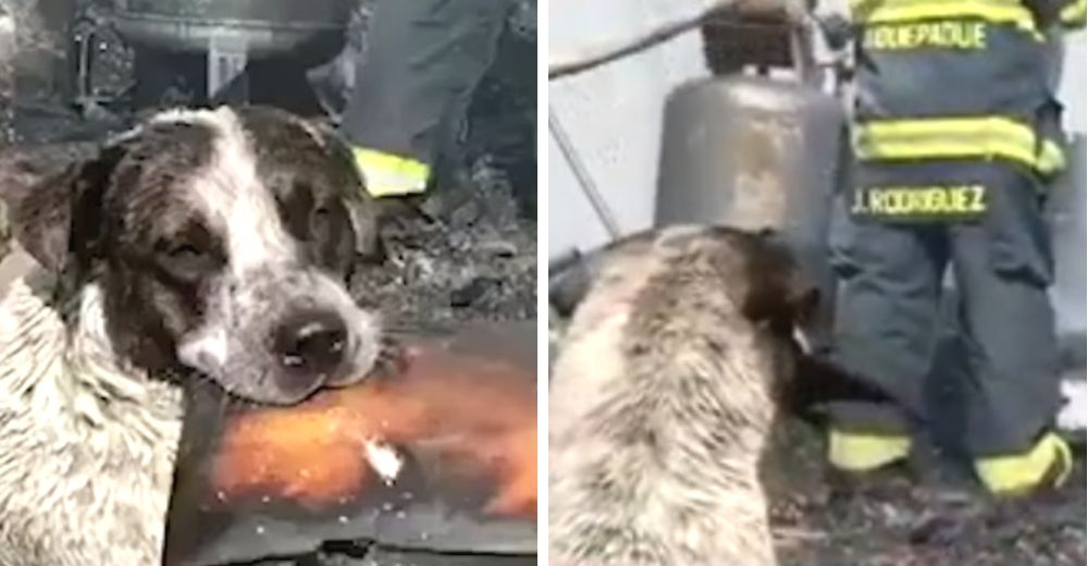 El desgarrador llanto de un perrito al ver su hogar consumido en llamas a manos de malhechores