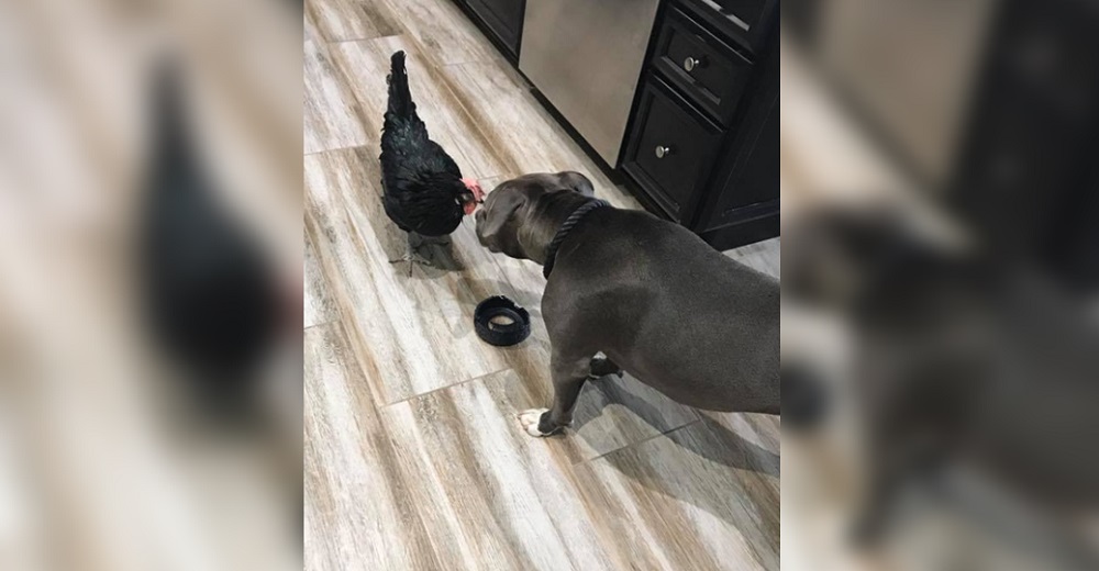 Generosa Pitbull siempre trae sus juguetes favoritos a su hermana: una gallinita ciega