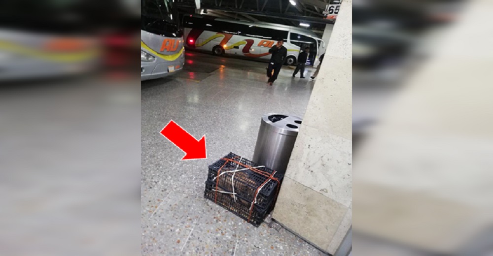 Su dueño lo dejó encerrado en una mínima caja junto a una columna, se subió al bus y se fue