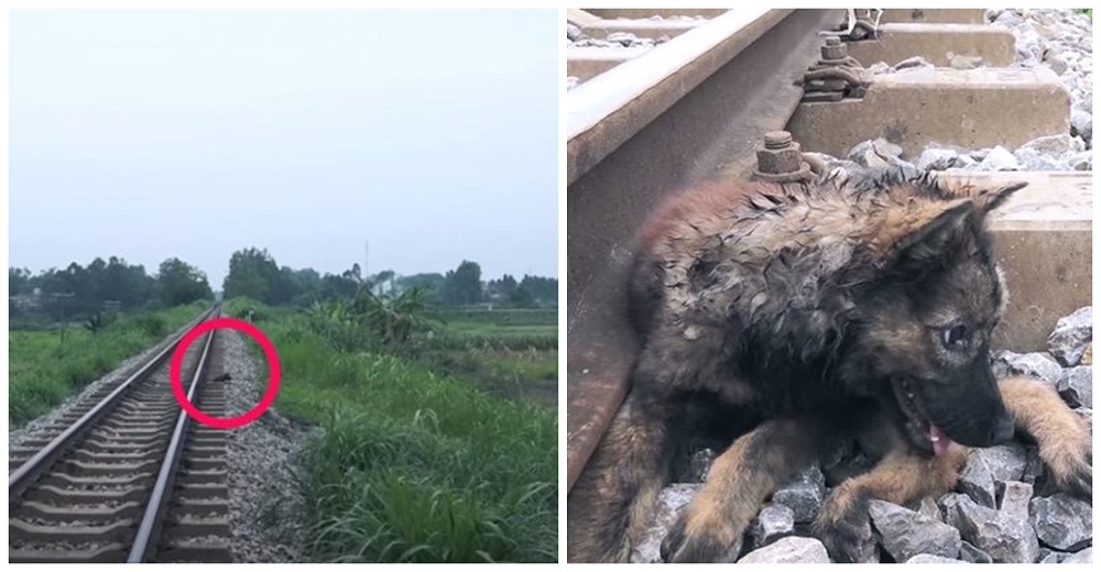 Con una tierna mirada de amor y perdón yacía tirado junto a las vías del tren rogando por ayuda