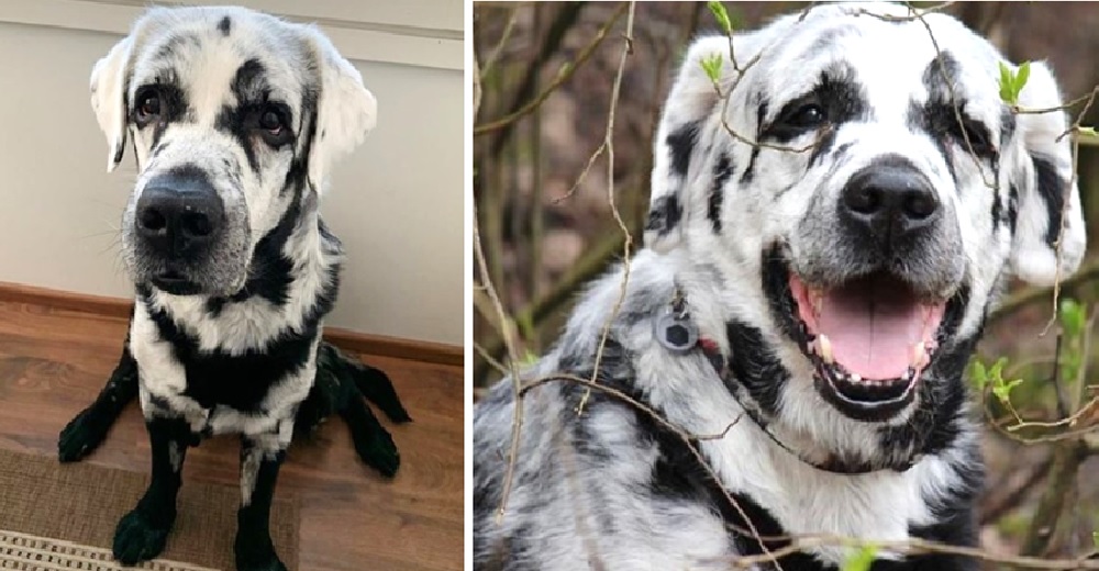 «Es el único de la camada al que le sucedió” – Su perro cambió de color inesperadamente