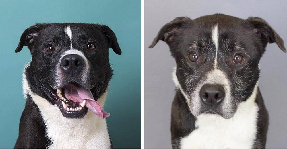 Fotografías del antes y después muestran la triste historia de un perro tras años en el refugio