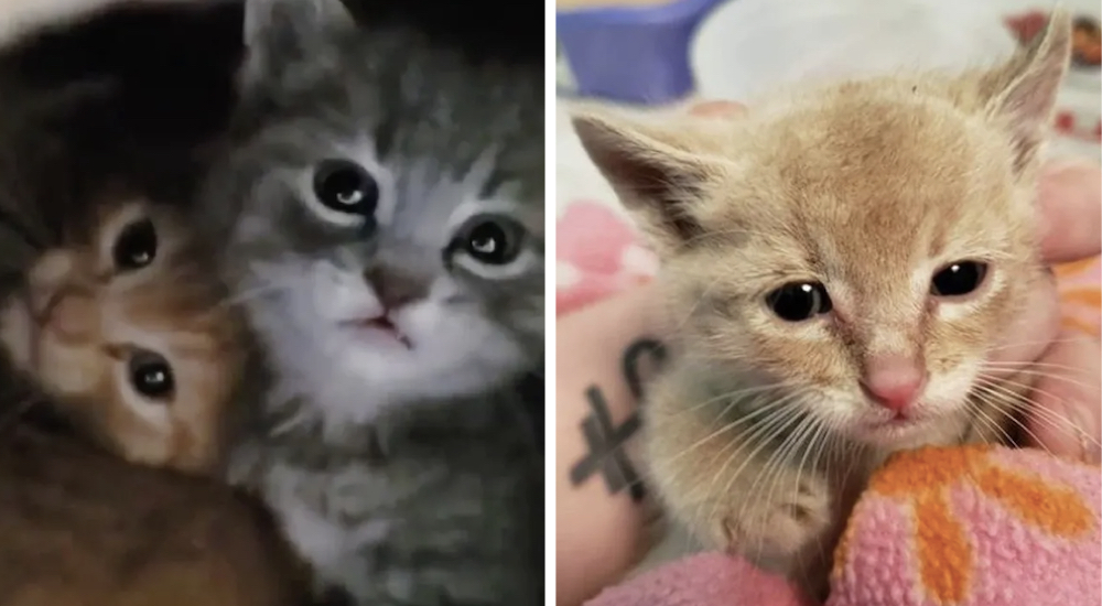 Descubre por qué el gatito corrió desesperado debajo de un edificio, podía oírlos llorar