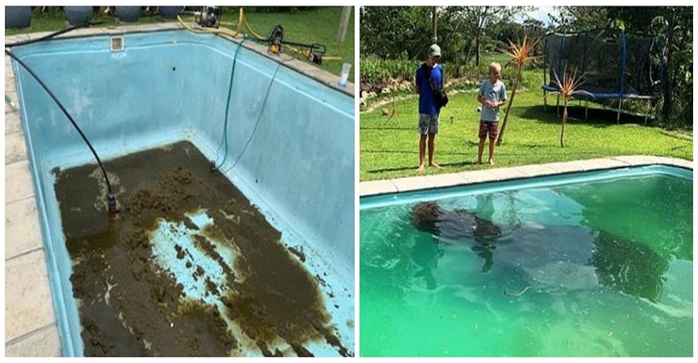 Irrumpe en la piscina de una familia y les deja de recuerdo 100 kilos de popó