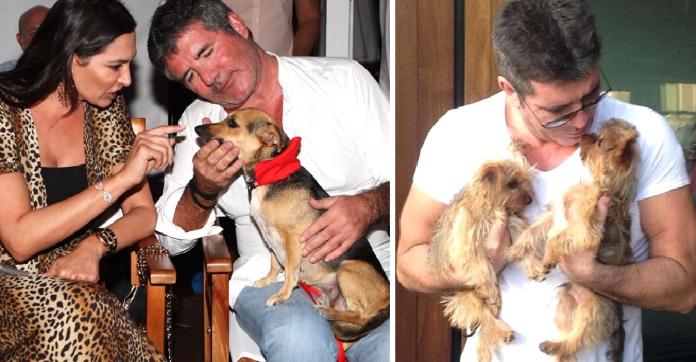 Simon Cowell hace un importante donativo para salvar a centenares de perros sin hogar