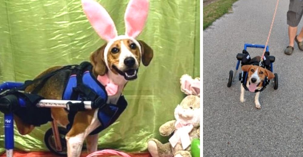 Los dueños de este perrito de 2 patas celebran que logró ganar un importante concurso