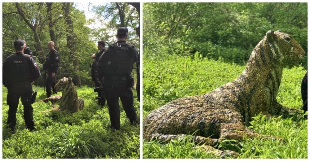 Policías quedan desconcertados al acudir al llamado de un tigre que yacía cerca de la carretera