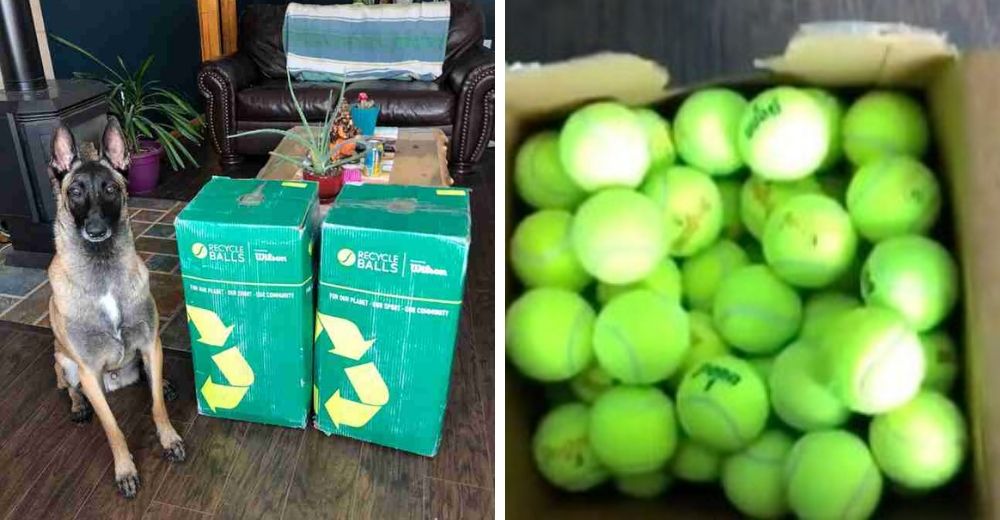 Graba la reacción de su perro cuando recibió 400 pelotas de tenis de regalo por su cumpleaños