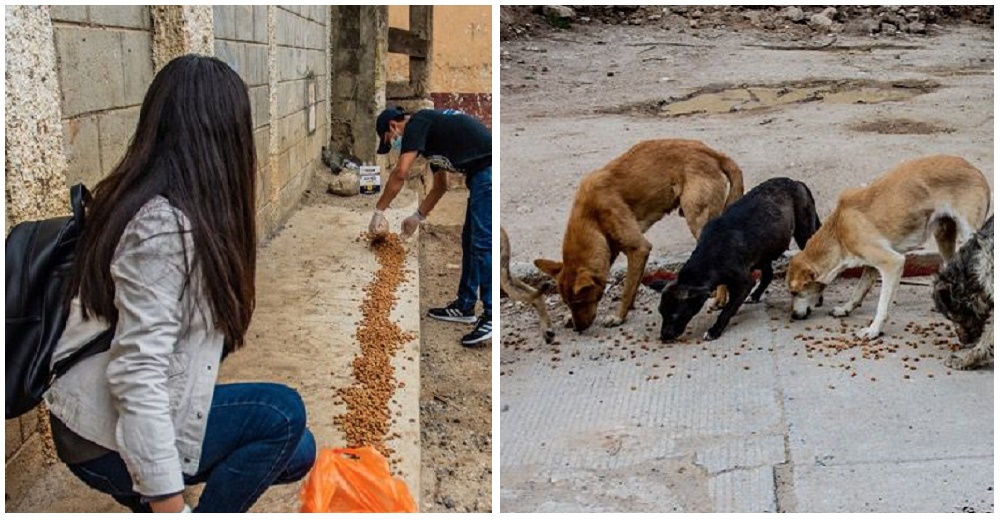 Captan a estos vecinos con un extraño gesto en la calle, los perritos sin hogar fueron detrás