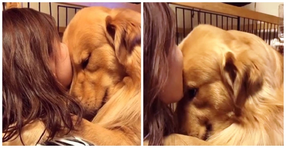 Graban la reacción de un perrito Golden que no puede creer que la cuarentena de su dueña terminó