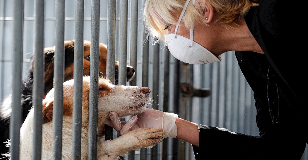 Alertan de abandono masivo de perros en todo el mundo por el confinamiento excesivo