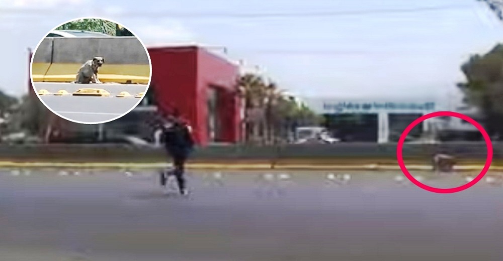 Interrumpe su transmisión en vivo y corre entre los autos al ver una perrita herida en peligro