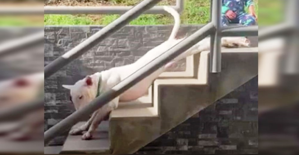 Se queda en shock al descubrir a su hijo junto a su perro estirado en las escaleras bajo el sol